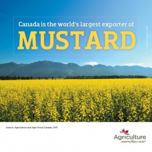 canada is the world's largest exporter of mustard