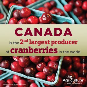 canada is the second largest producer of cranberries in the world