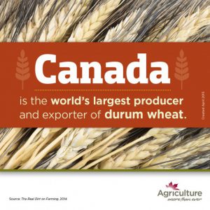 canada is the world's largest producer and exporter of durum wheat